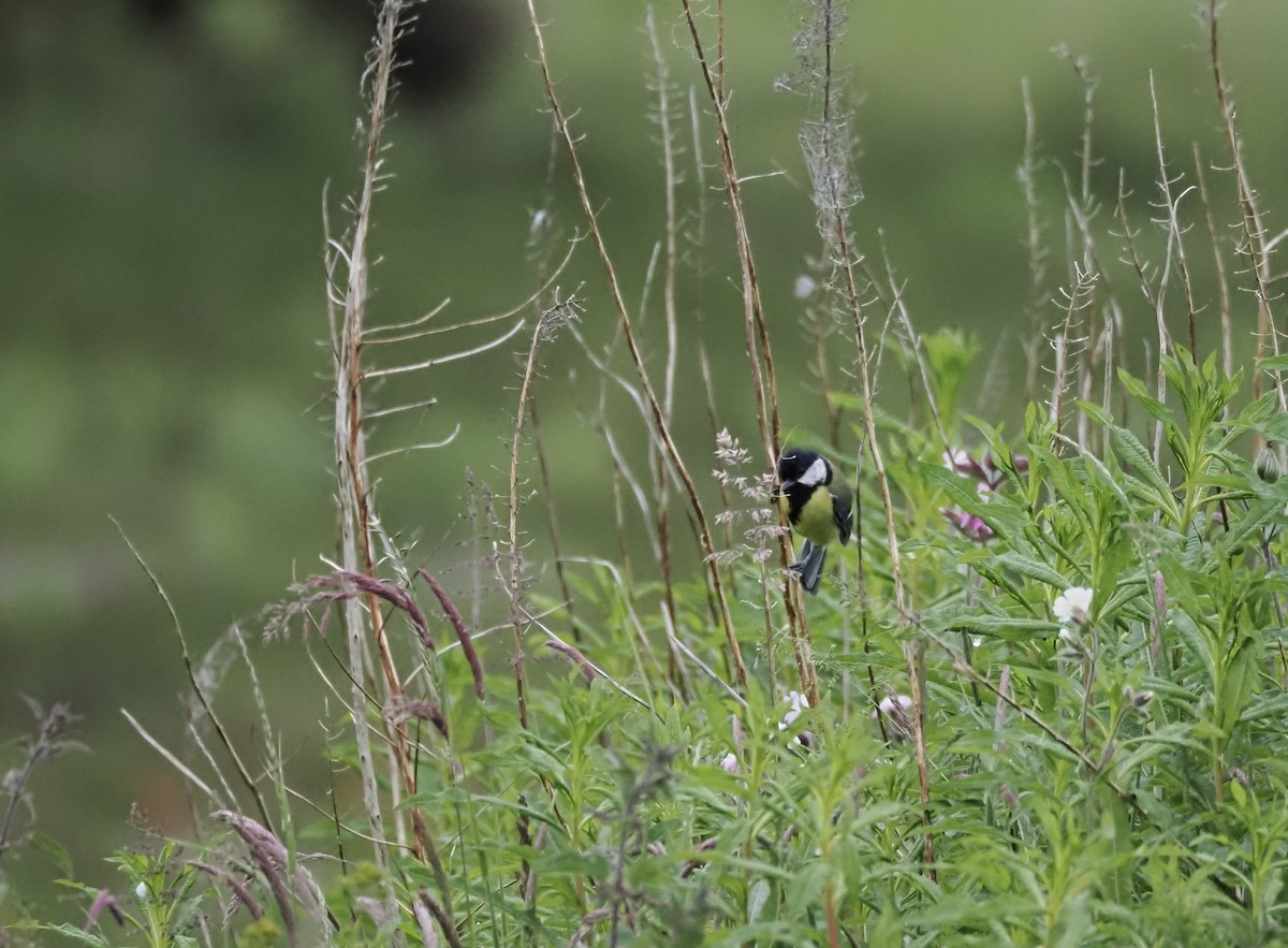 Great Tit - ML620293751