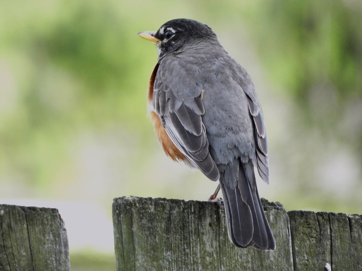 American Robin - ML620293752