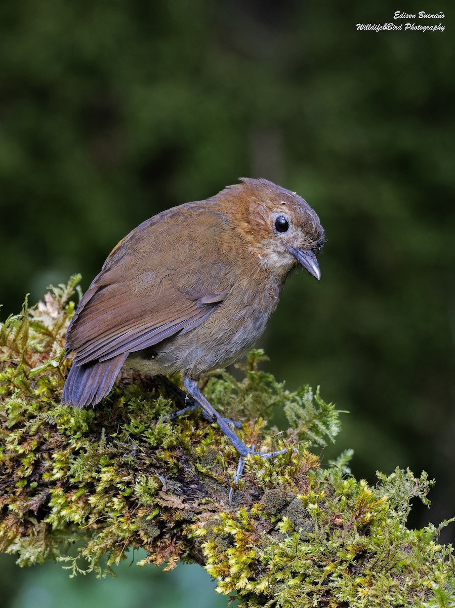 Brown-banded Antpitta - ML620293753