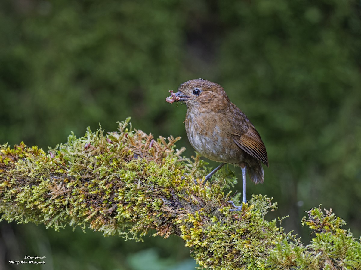 Brown-banded Antpitta - ML620293754