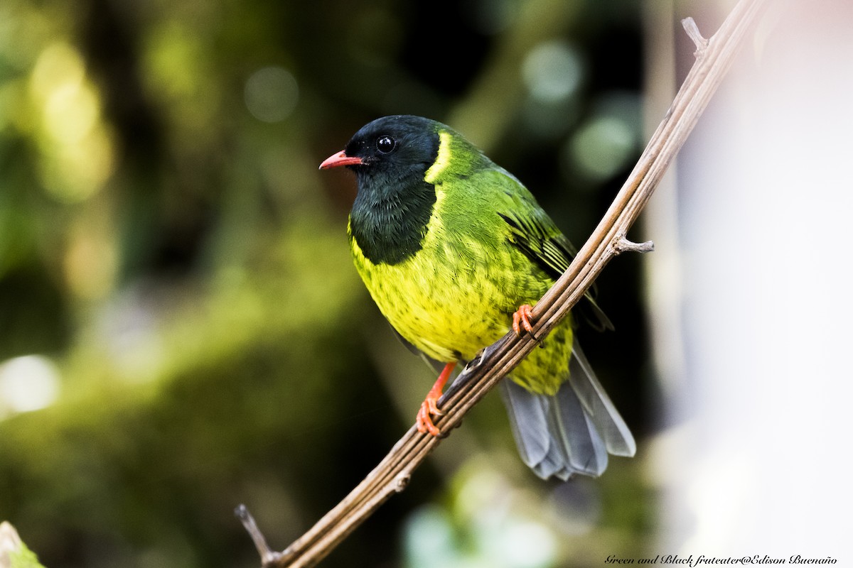 Green-and-black Fruiteater - Edison Buenano