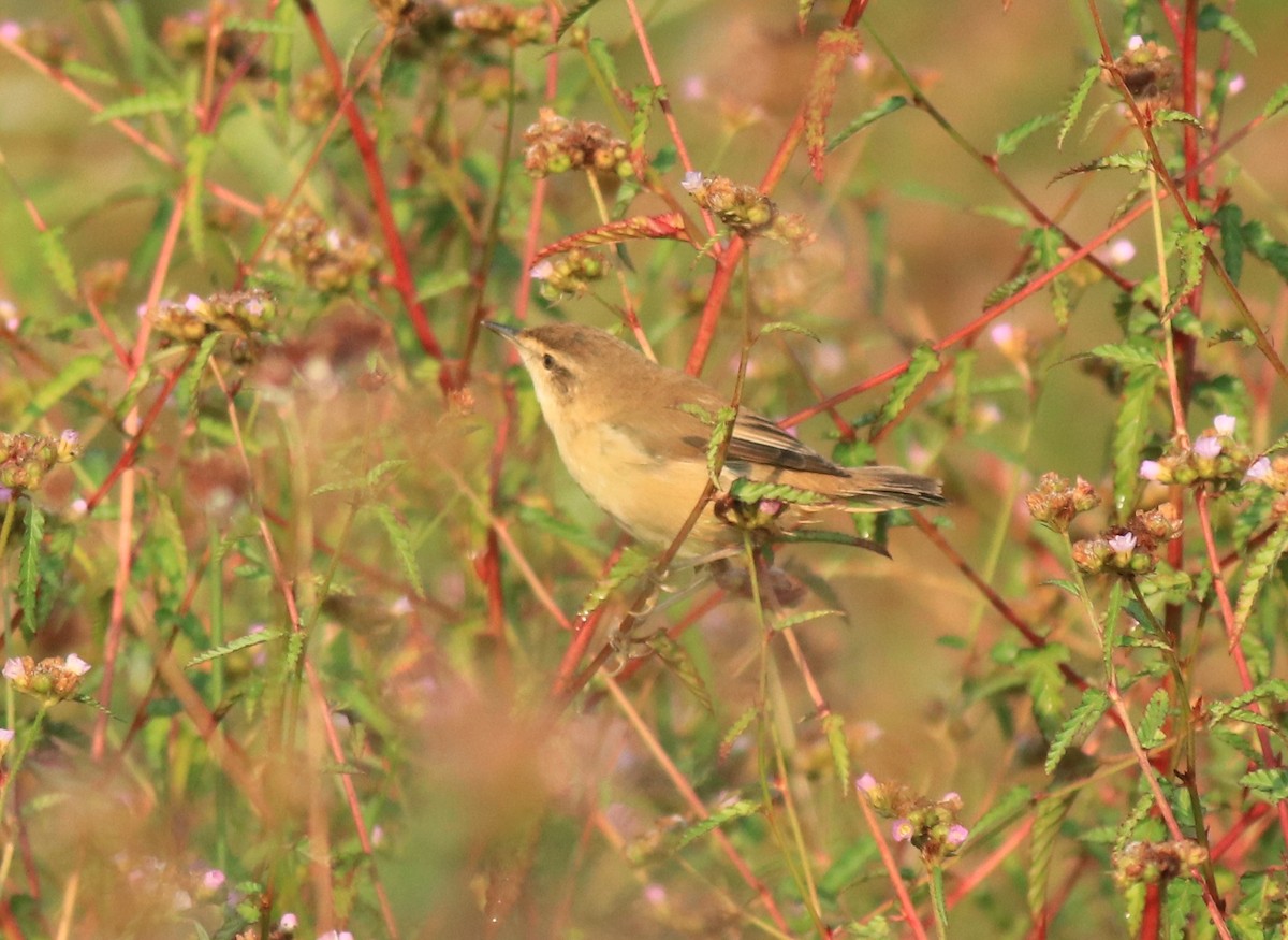 Paddyfield Warbler - ML620293756