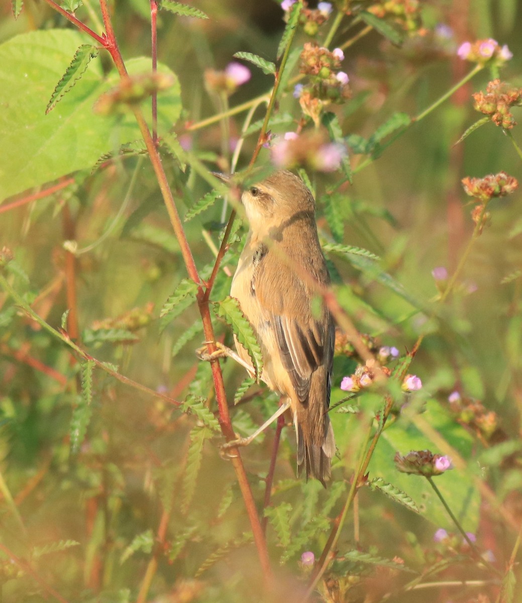 Paddyfield Warbler - ML620293758