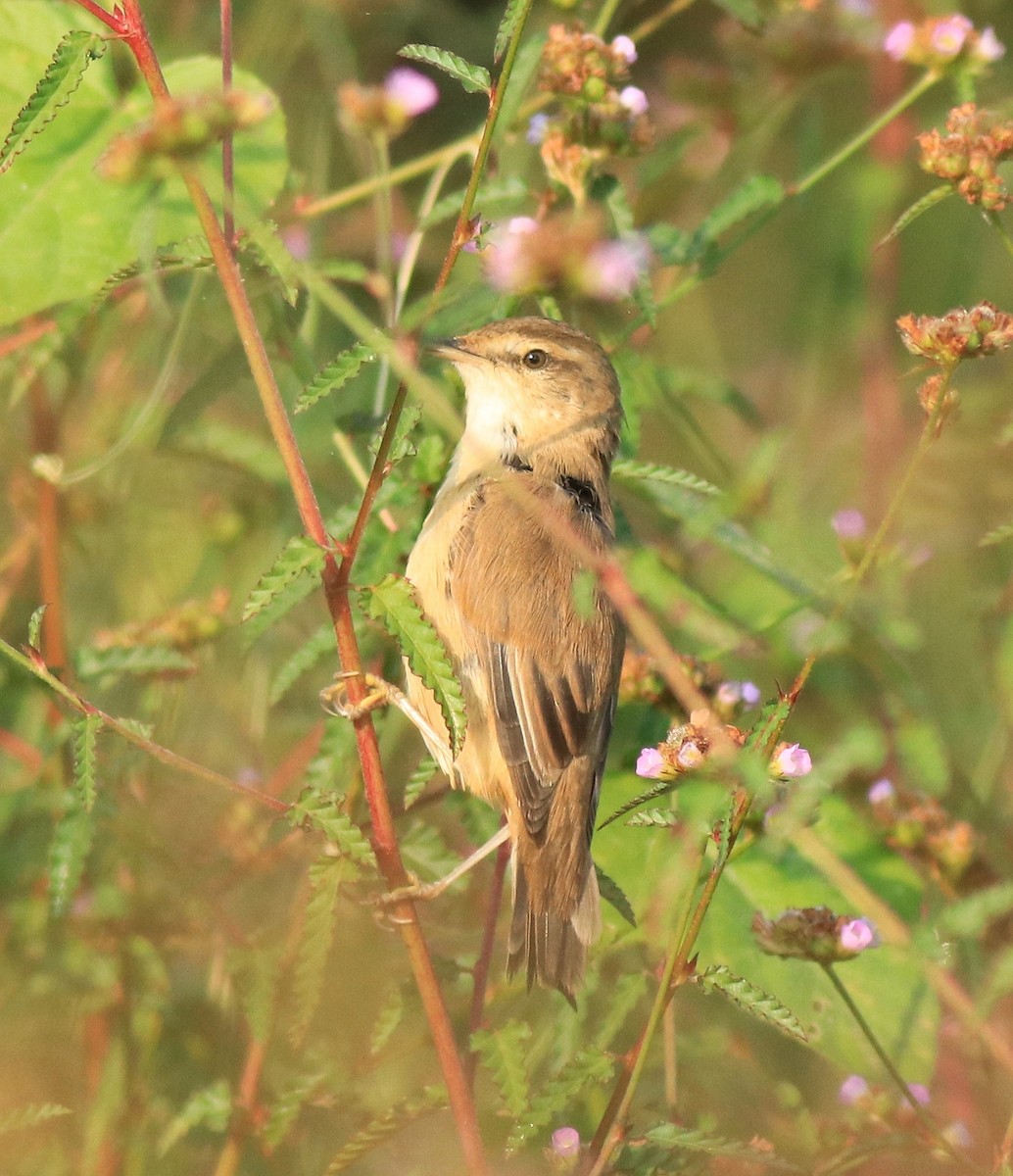 Paddyfield Warbler - ML620293760