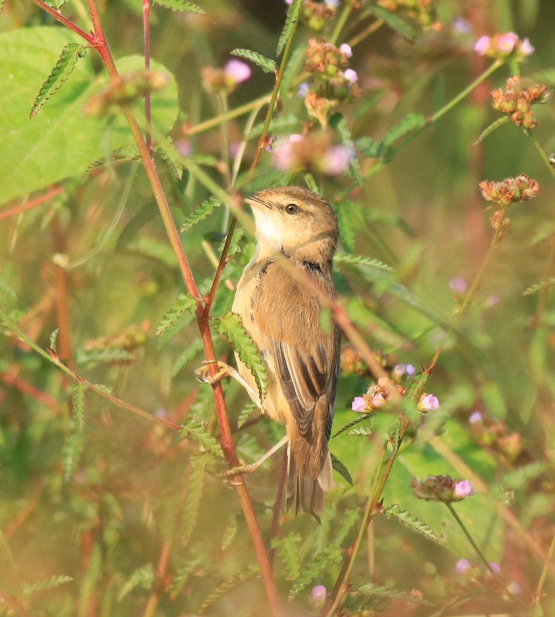 Paddyfield Warbler - ML620293763