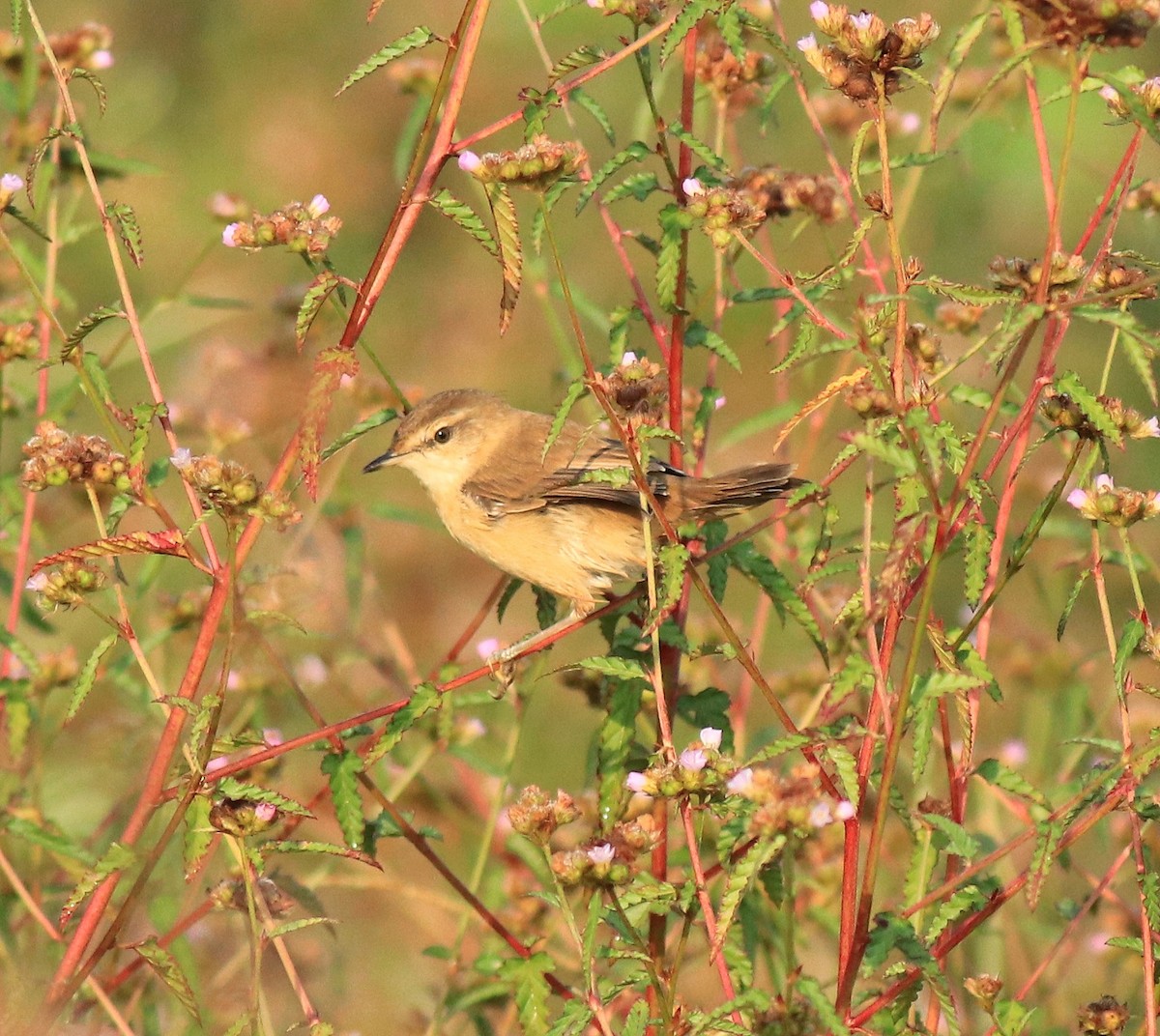 Paddyfield Warbler - ML620293764