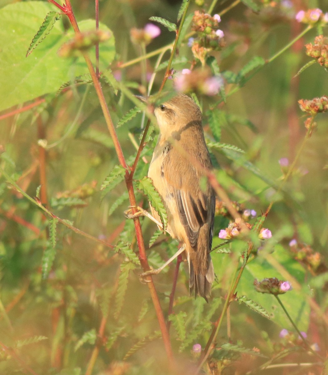 Paddyfield Warbler - ML620293765