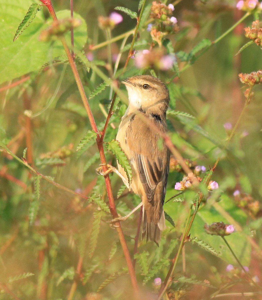 Paddyfield Warbler - ML620293766