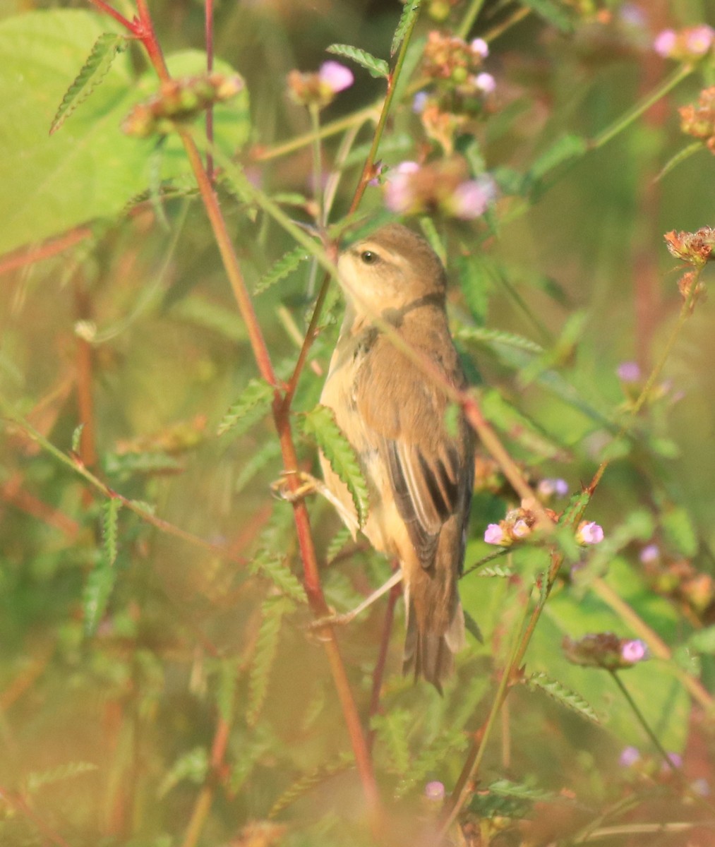 Paddyfield Warbler - ML620293768