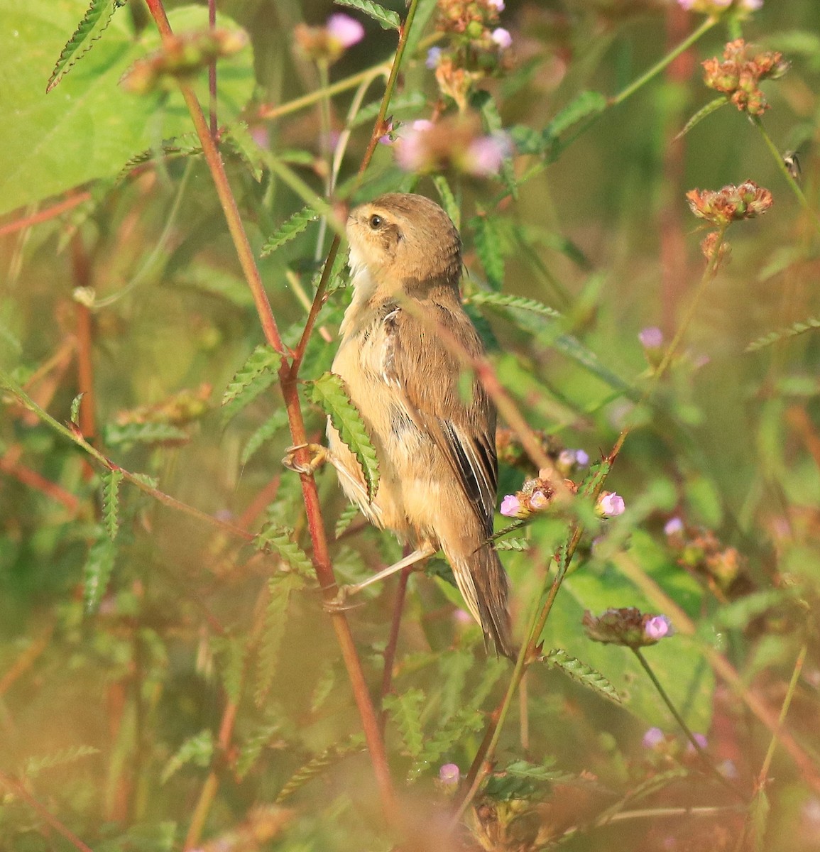 Paddyfield Warbler - ML620293769