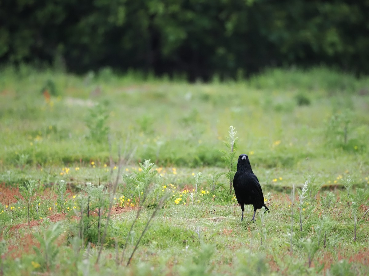 Carrion Crow - ML620293771