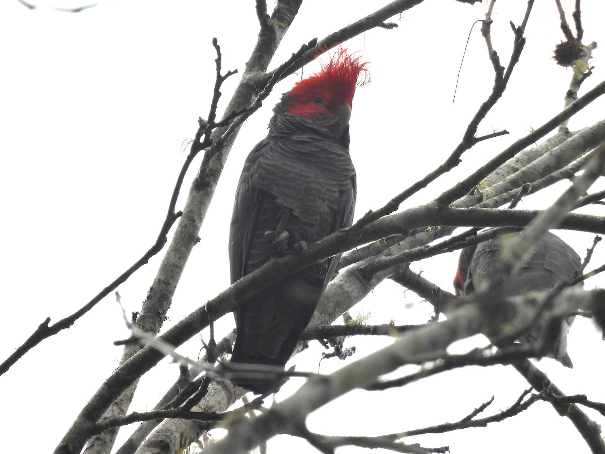 Gang-gang Cockatoo - ML620293775