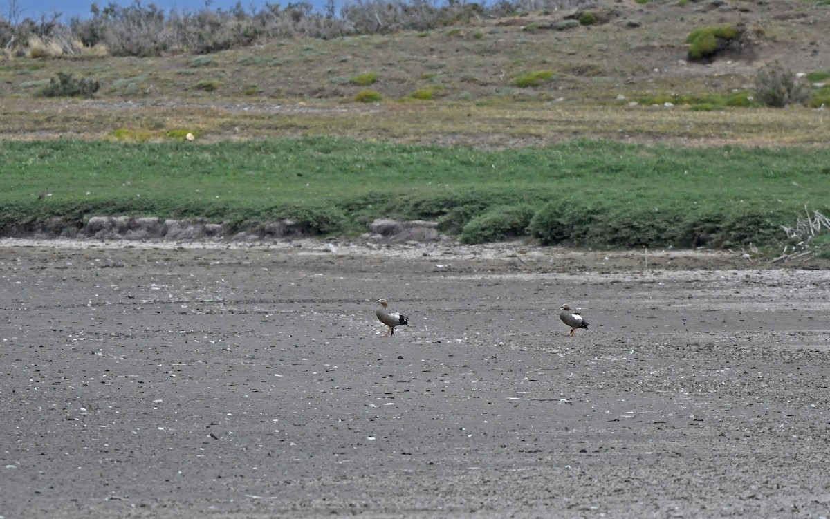 Ruddy-headed Goose - ML620293778