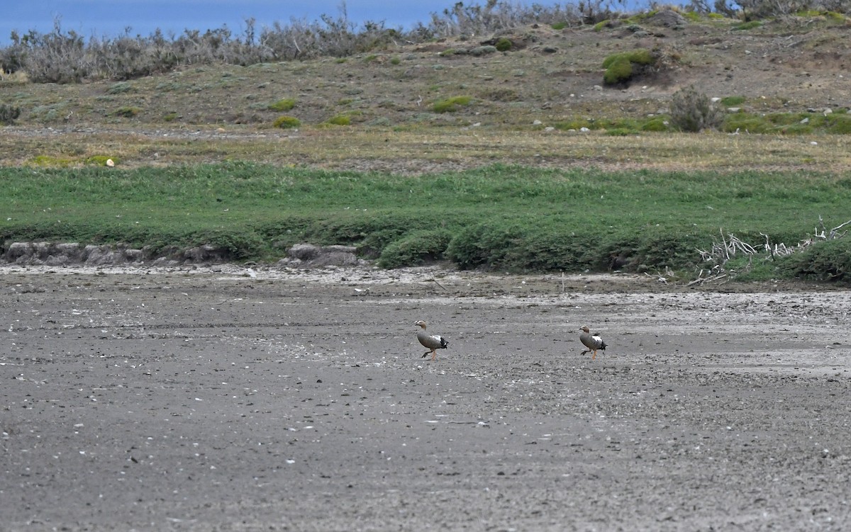 Ruddy-headed Goose - ML620293780