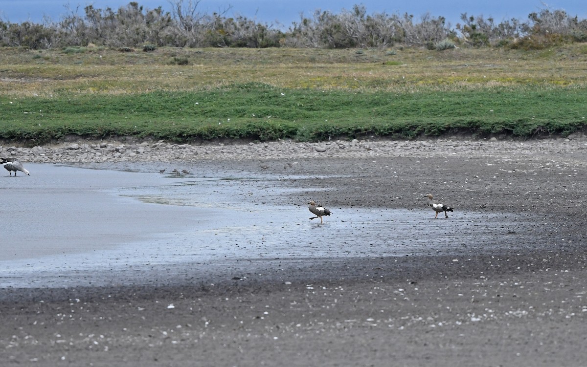 Cauquén Colorado - ML620293781