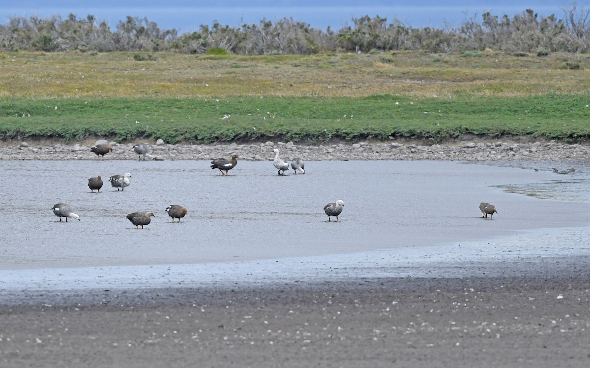 Cauquén Colorado - ML620293783