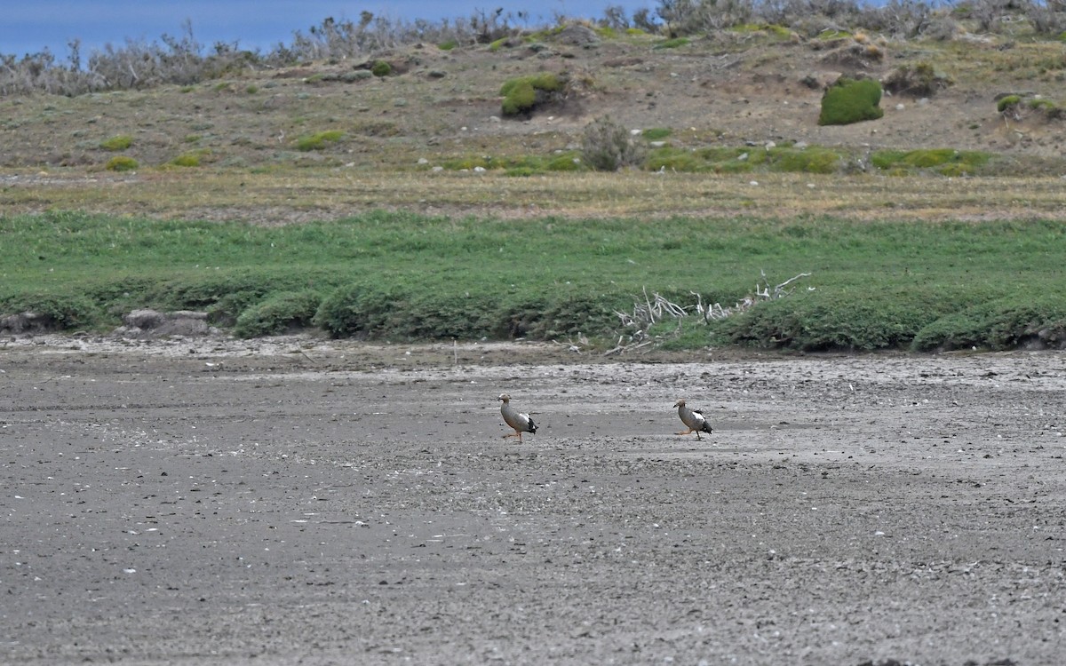 Cauquén Colorado - ML620293784