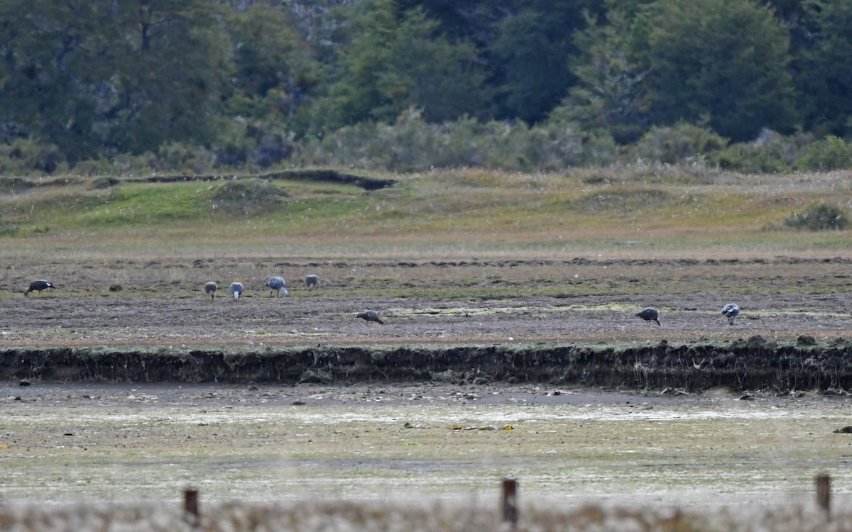 Ruddy-headed Goose - ML620293787