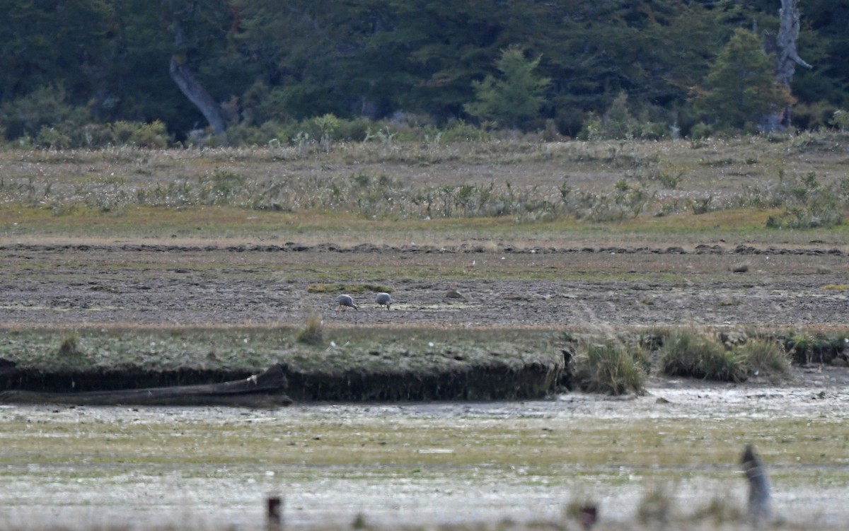 Ruddy-headed Goose - ML620293788