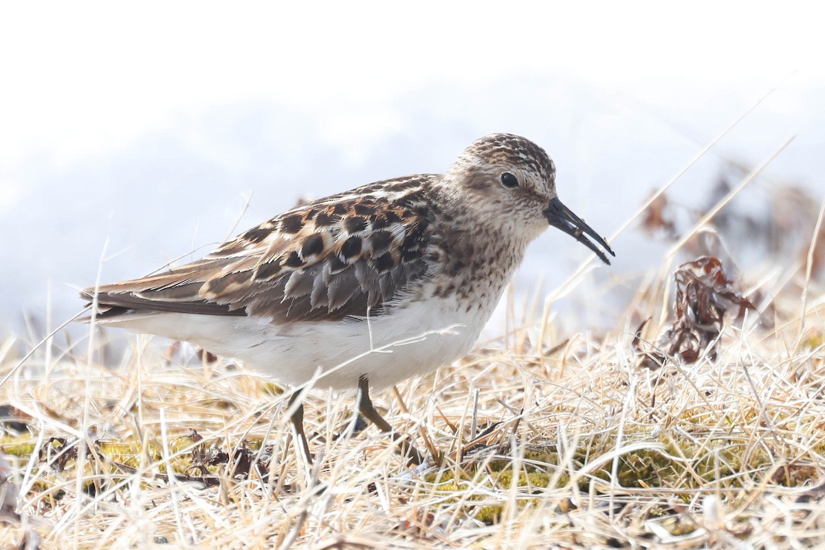 Least Sandpiper - ML620293791