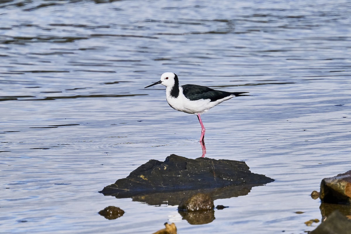 Pied Stilt - ML620293793