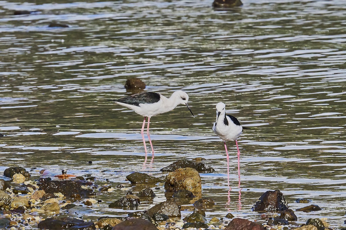 Pied Stilt - ML620293796