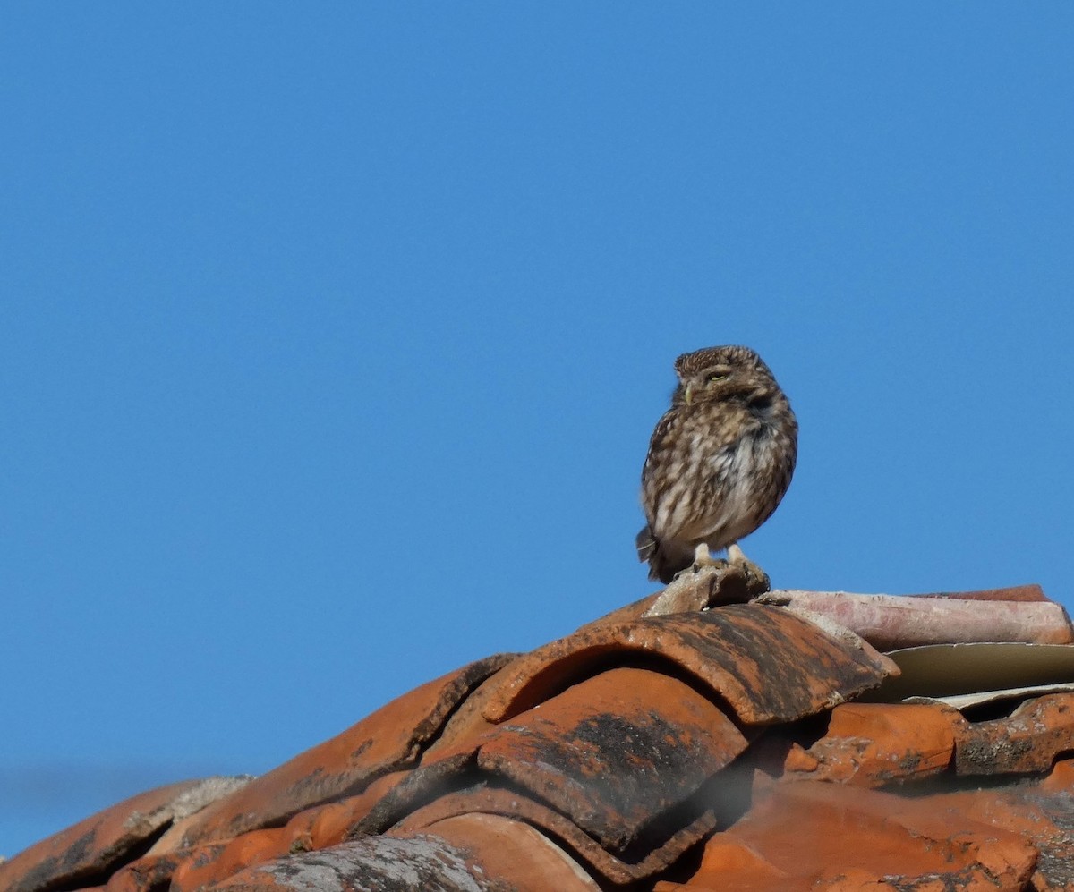 Little Owl - ML620293798