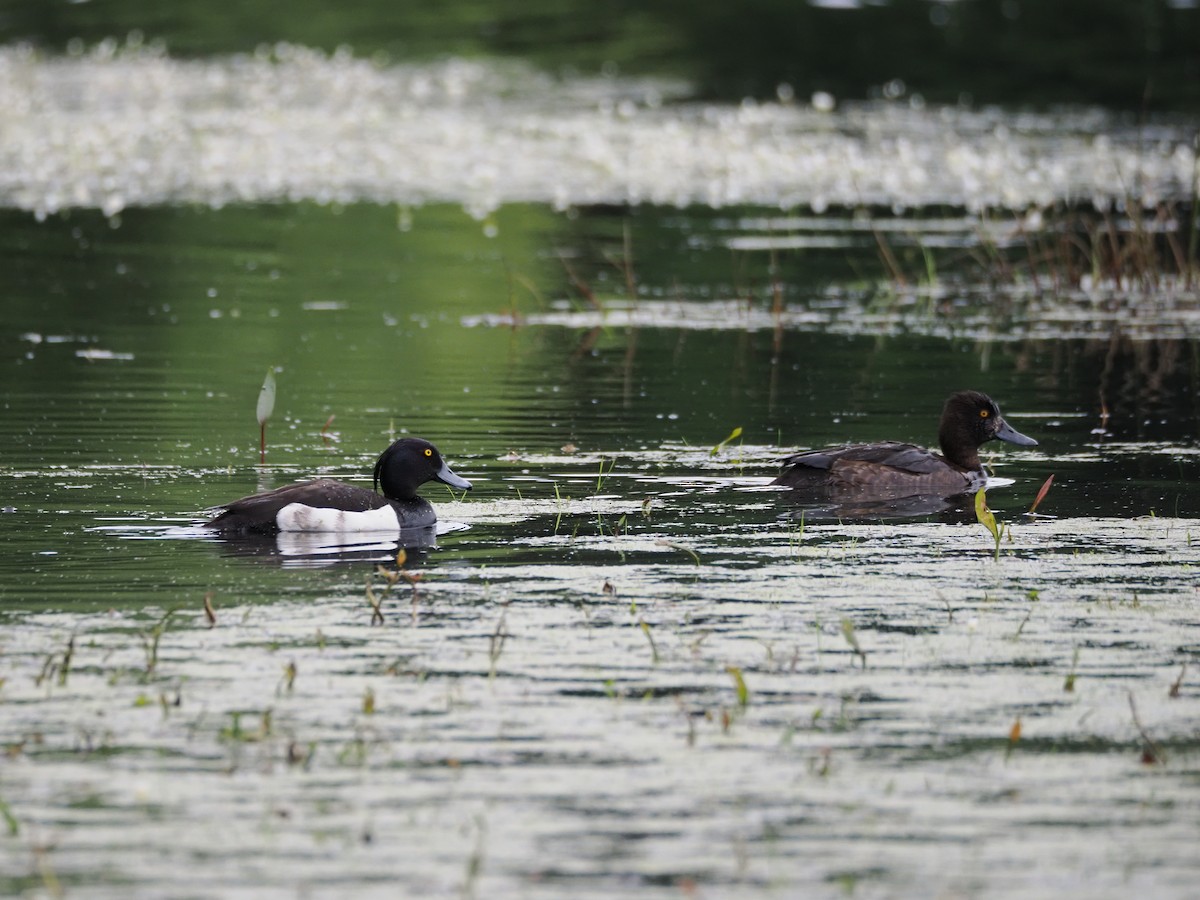 Tufted Duck - James Tatlow