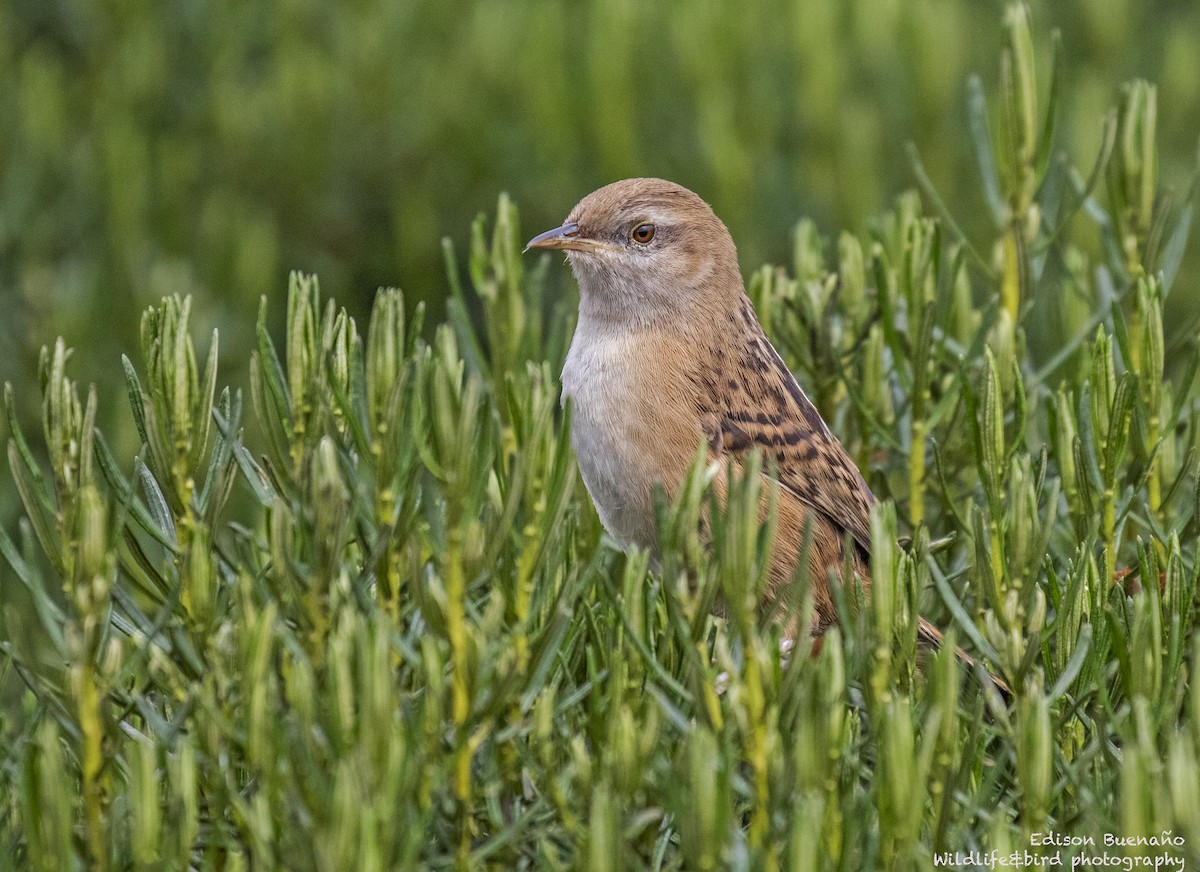 Apolinar's Wren - ML620293802