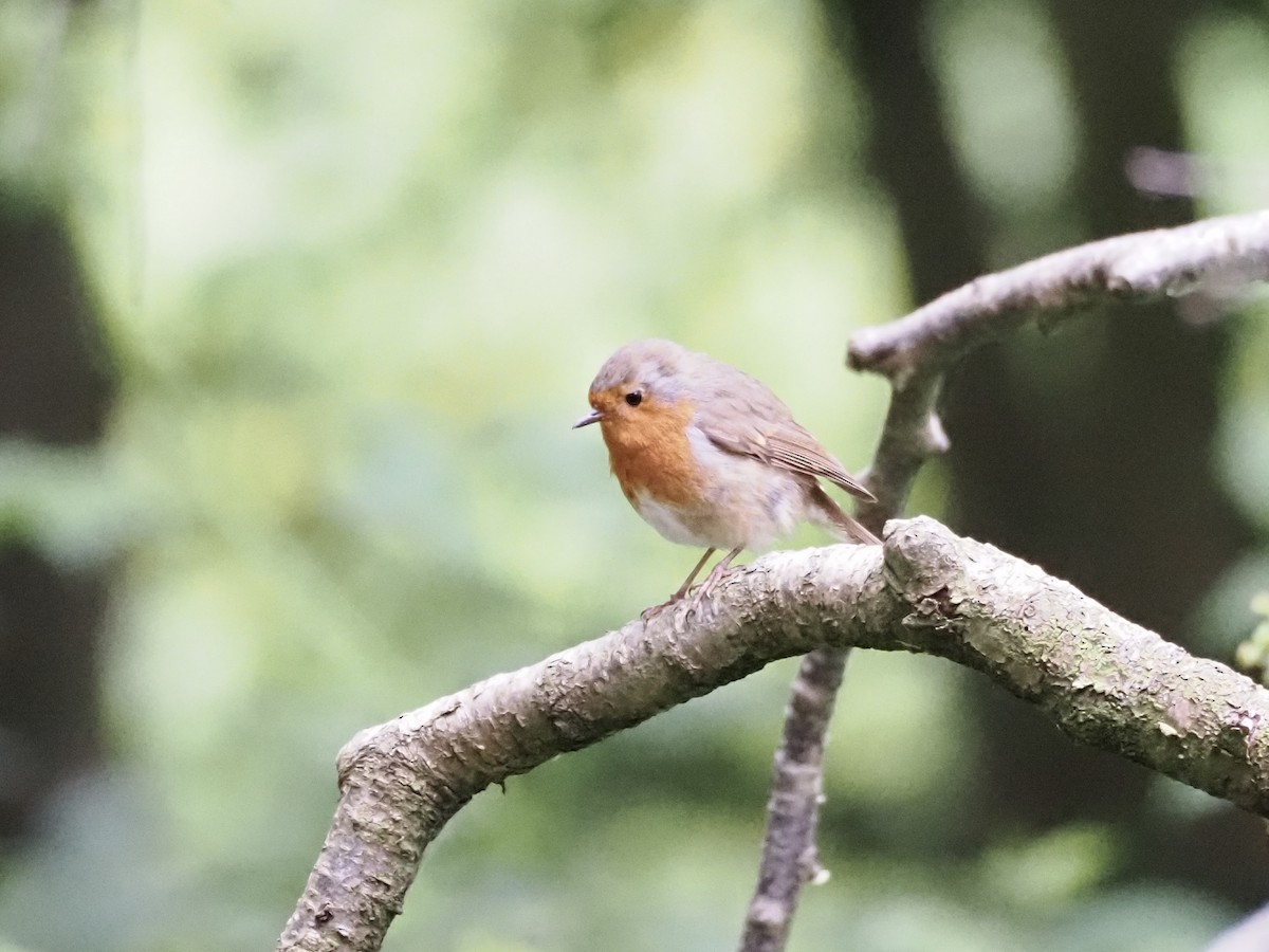 European Robin - ML620293808