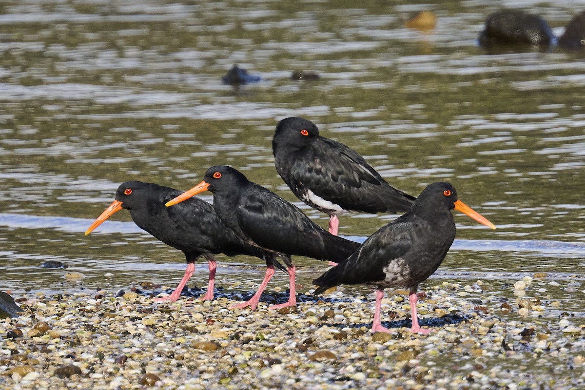 Neuseeland-Austernfischer - ML620293811