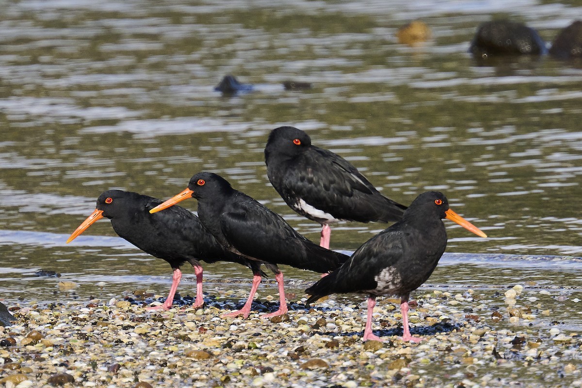 Neuseeland-Austernfischer - ML620293812