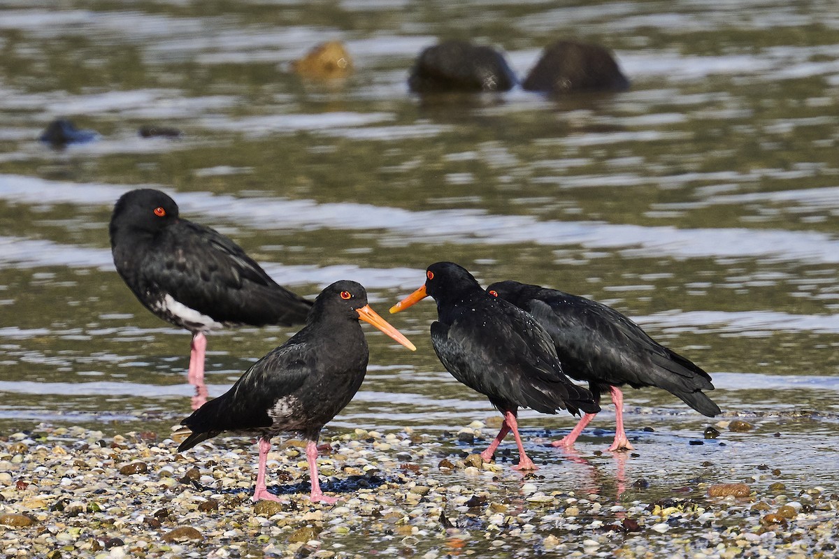 Variable Oystercatcher - ML620293813