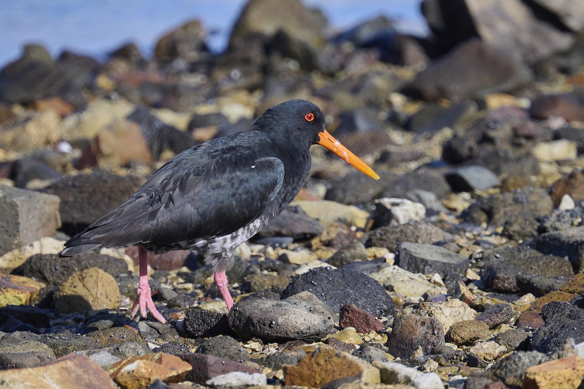 Neuseeland-Austernfischer - ML620293814