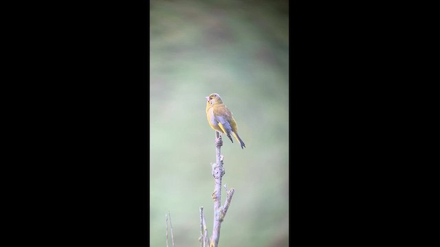 European Greenfinch - ML620293816