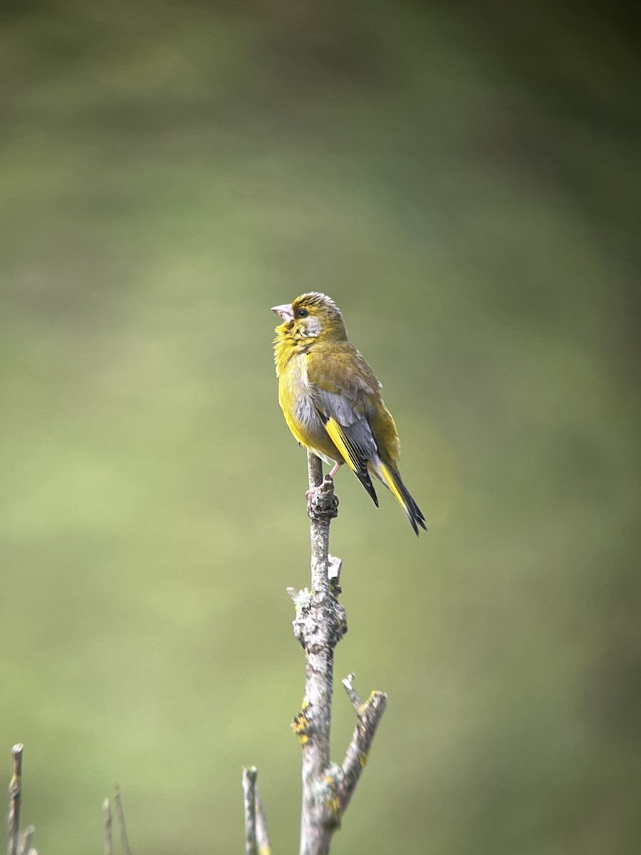 European Greenfinch - ML620293817