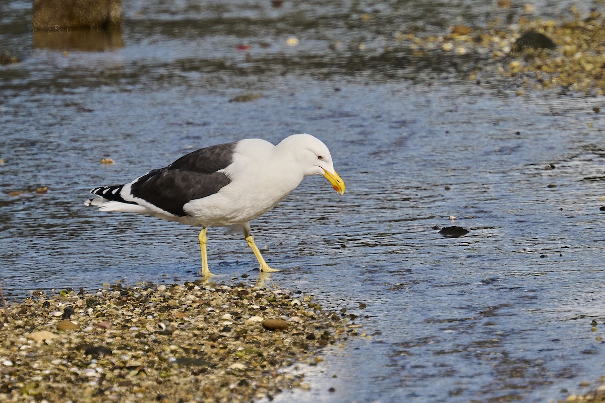 Kelp Gull - ML620293823