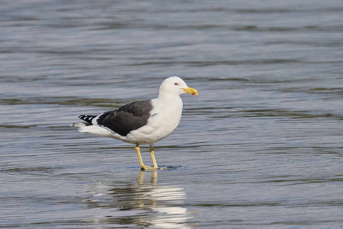 Kelp Gull - ML620293824