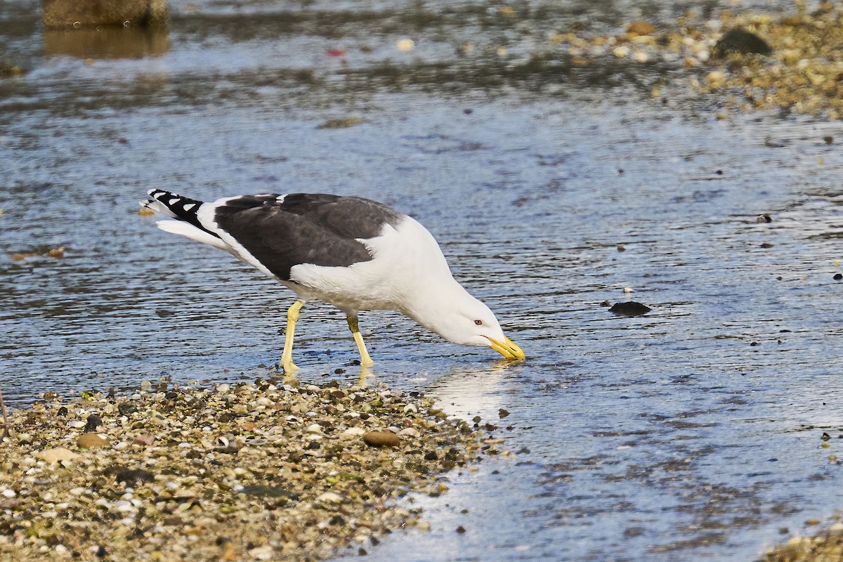 Kelp Gull - ML620293825