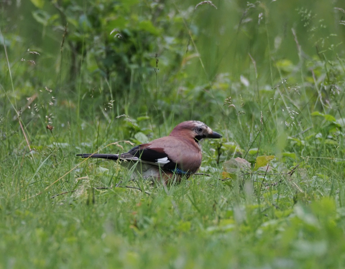 Eurasian Jay - ML620293829