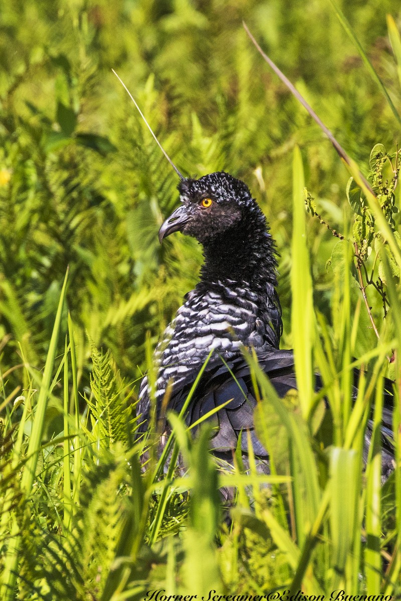 Horned Screamer - ML620293831