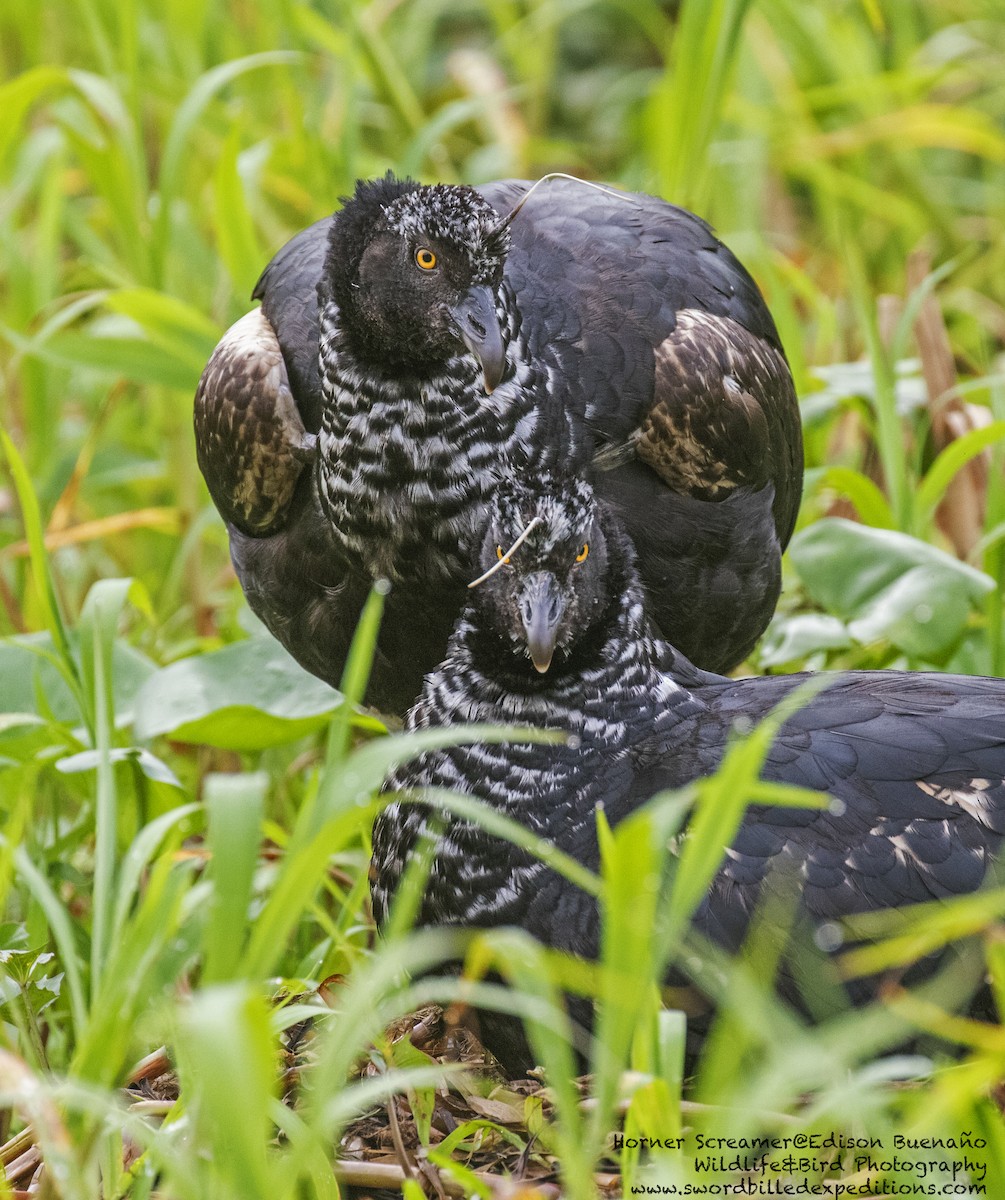 Horned Screamer - ML620293832