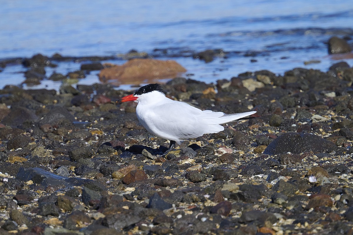 Caspian Tern - ML620293835