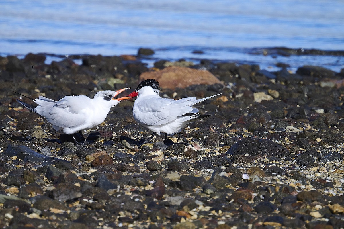 Caspian Tern - ML620293836