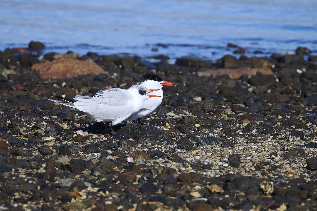 Caspian Tern - ML620293837