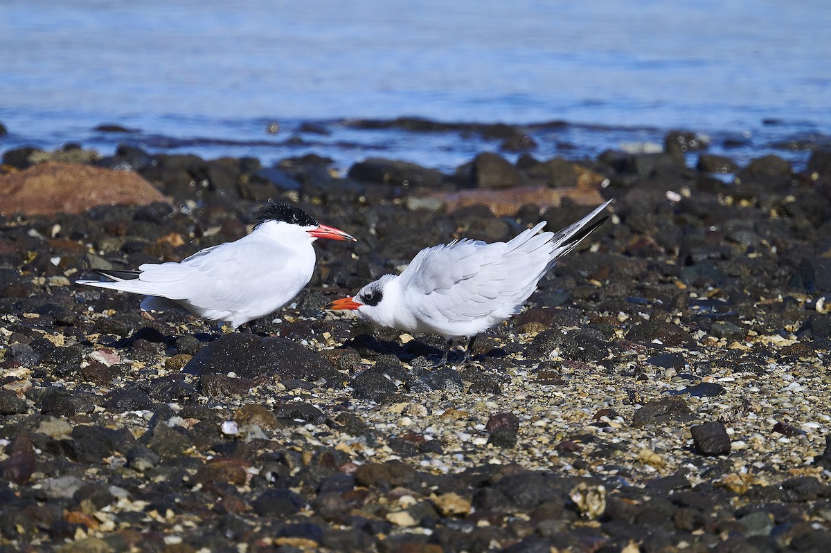 Caspian Tern - ML620293838