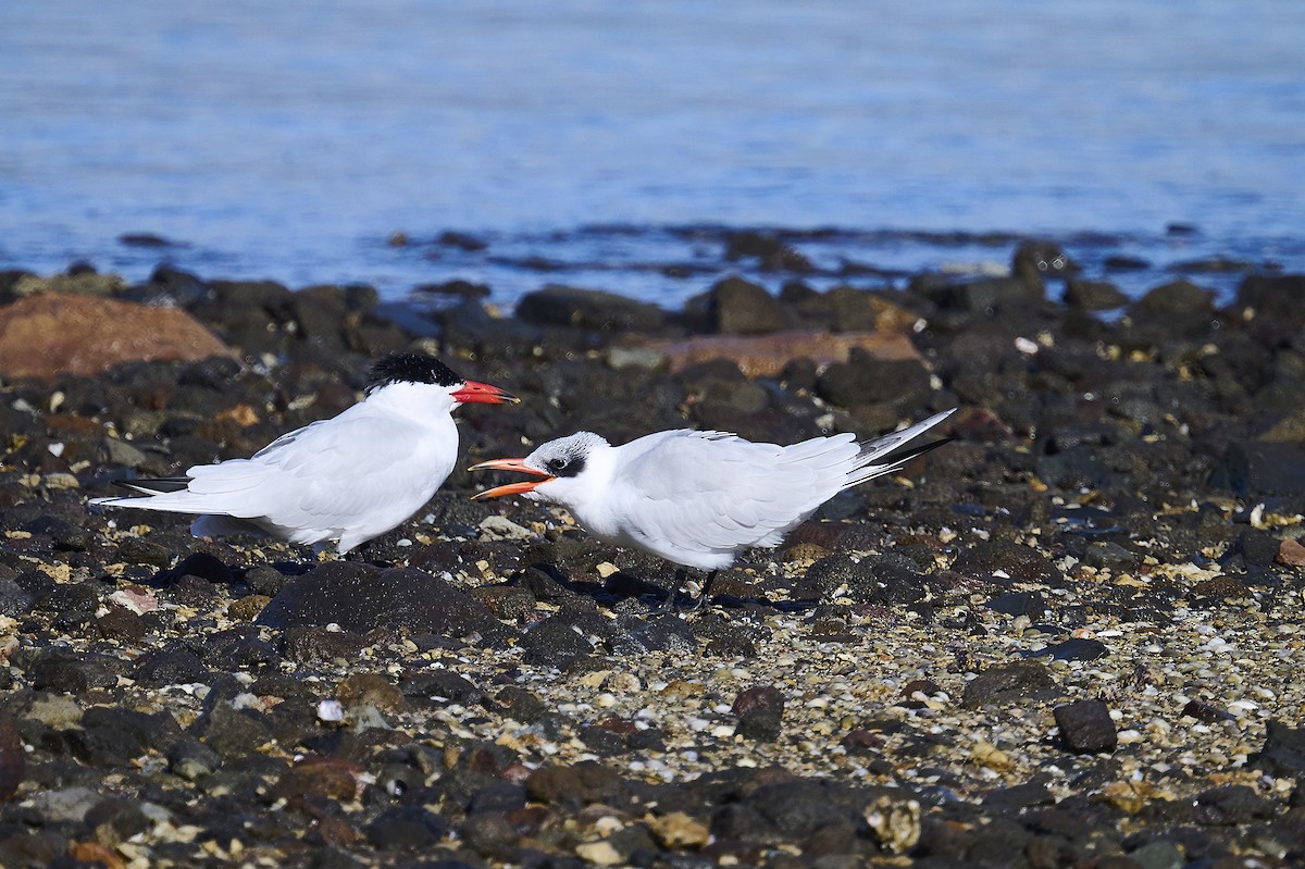 Caspian Tern - ML620293839