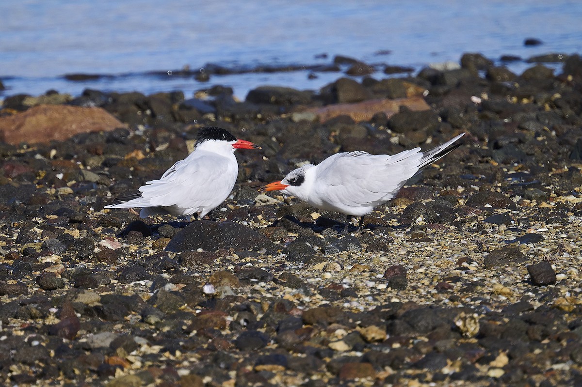 Caspian Tern - ML620293841