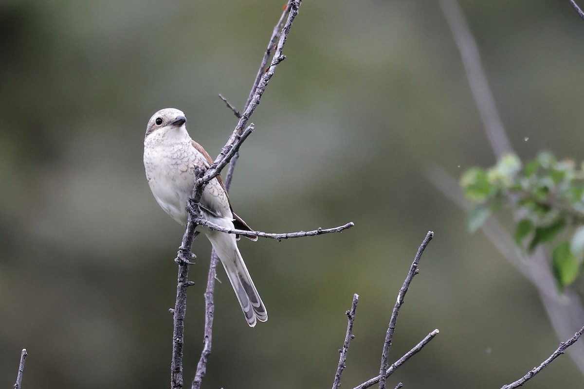 Red-backed Shrike - ML620293863