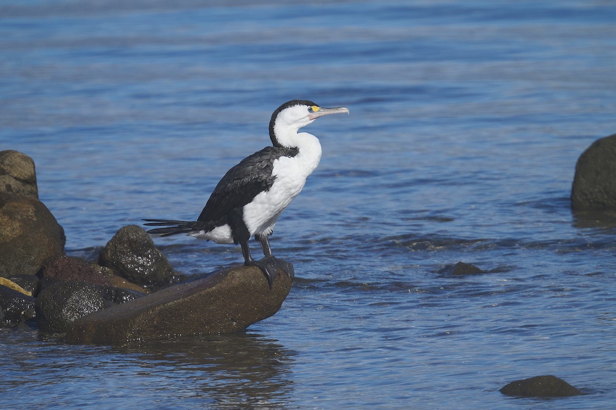 Cormoran varié - ML620293865